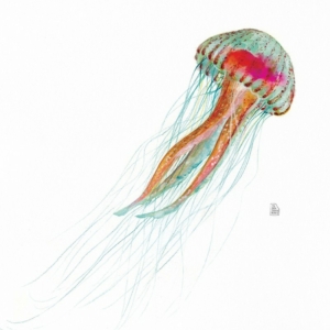 Jellyfish