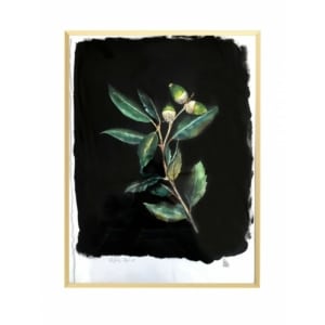 Alzina original enmarcat