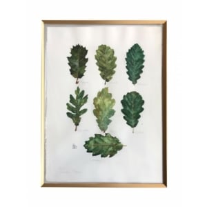 Roure original enmarcat