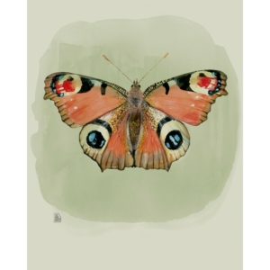 Papallona inachis io